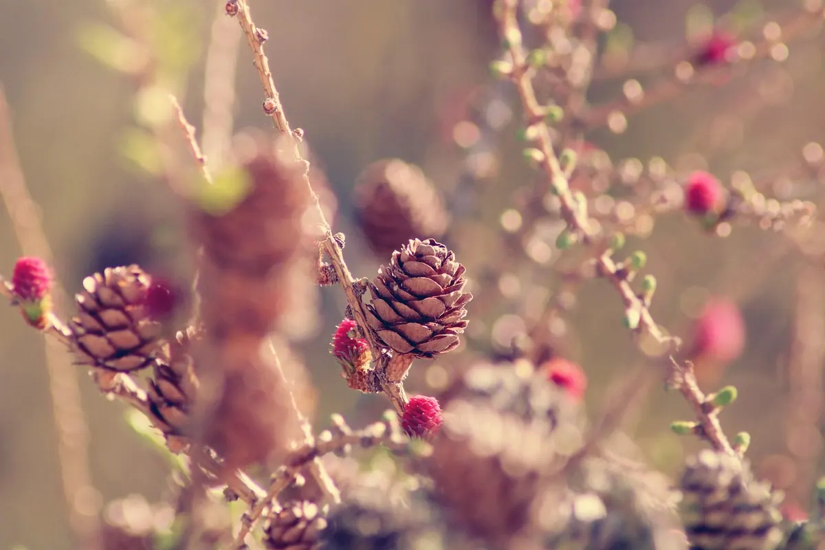 European Larch vs Japanese Larch: Which Should You Grow in the UK?