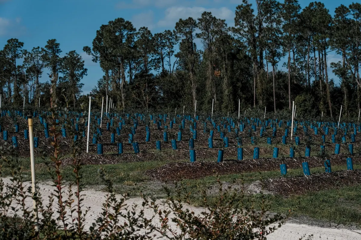 How to Plant a Larch Tree in the UK: Site, Spacing and Aftercare