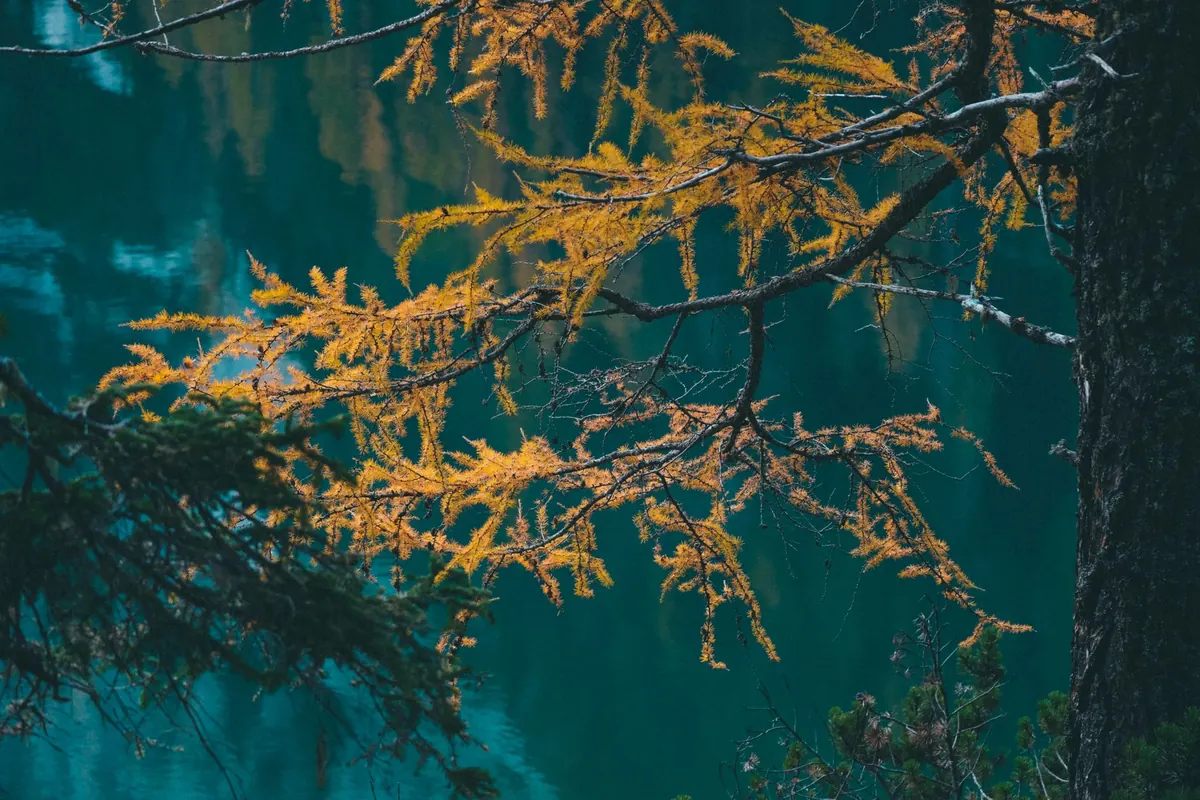 Identifying Larch in Winter: Bare Branches, Cones and Buds