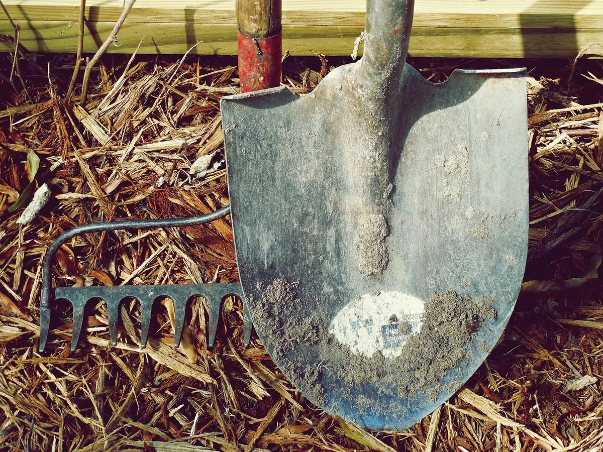 Larch Tree Care in the First Year: Watering, Mulching and Weeding