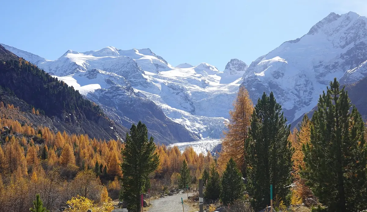 Larch Trees for Beginners: A Simple Guide to the UK's Deciduous Conifer