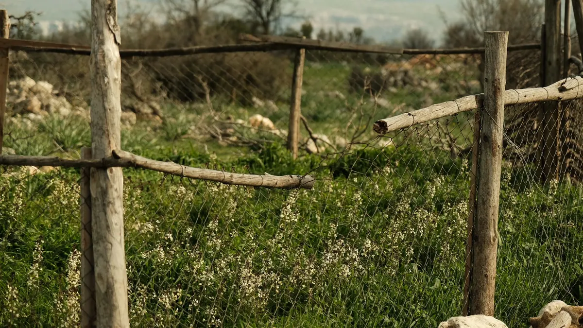 Larch Wood Uses: Fencing, Cladding, Boatbuilding and More