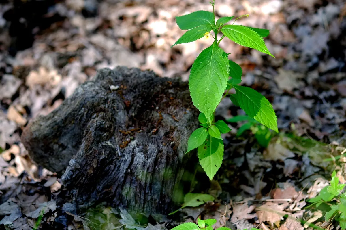 Planting Larch for a Small Woodland: Spacing, Species and Site Preparation