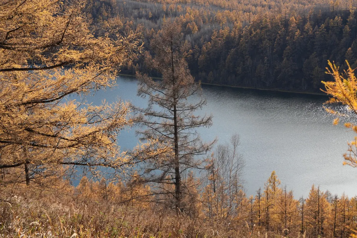 The Larch Year: A Seasonal Calendar for UK Growers